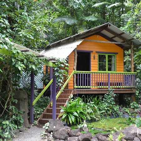 Rainforest Hideaway Cape Tribulation Kültér fotó
