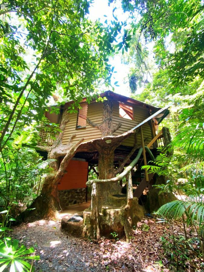 Rainforest Hideaway Cape Tribulation Kültér fotó